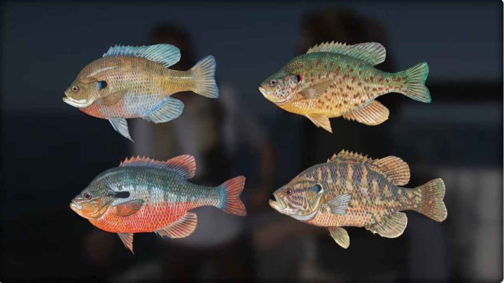 Can You Use Bream As Bait in South Carolina - Here We Can Know Expert Opinion
