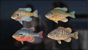 Can You Use Bream As Bait in South Carolina - Here We Can Know Expert Opinion