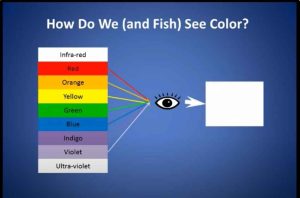 Does Boat Color Affect Fishing - Here Know The Easiest Expert Opinion