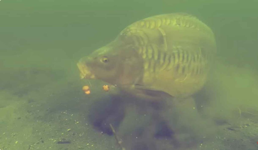 How to Catch Big Carp -Here learn the Easiest way
