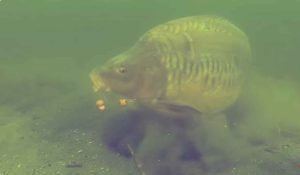 How to Catch Big Carp -Here learn the Easiest way
