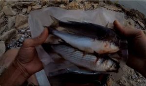 How to Use Frozen Finger Mullet As Bait - Here We Learn From Expert Easily