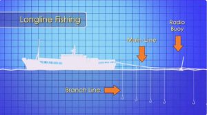 Long Line Fishing Pros And Cons - Here We Can Learn Easily From Expert