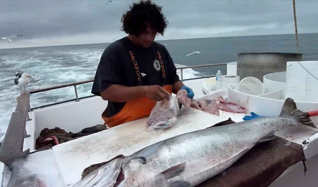 Can You Fillet Fish on Boat Florida