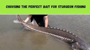 What Bait to Use for Sturgeon Fishing