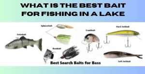 What is the Best Bait for Fishing in a Lake