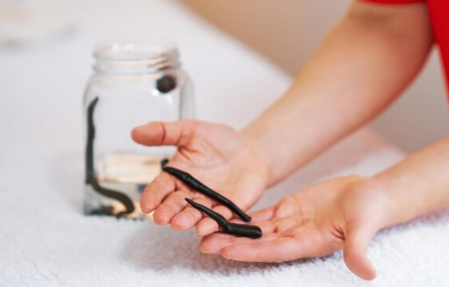 How to Catch Leeches for Fishing Bait