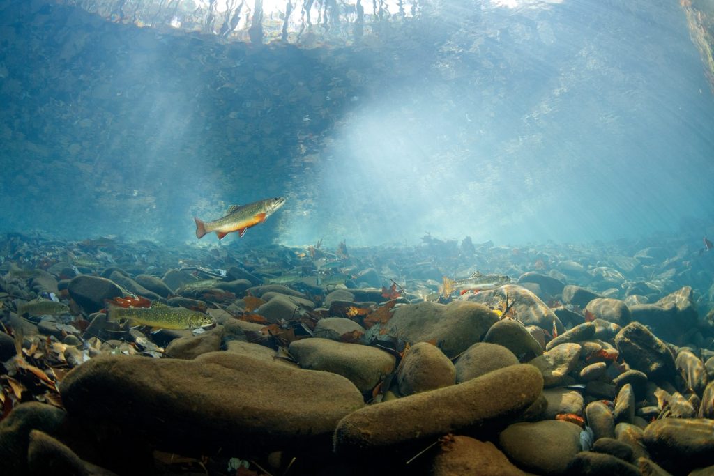 How Do You Choose the Right Fishing Wader for Different Fishing Environments?