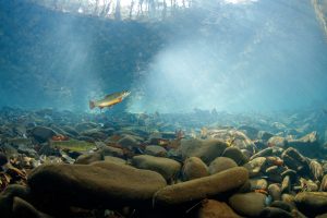 How Do You Choose the Right Fishing Wader for Different Fishing Environments?